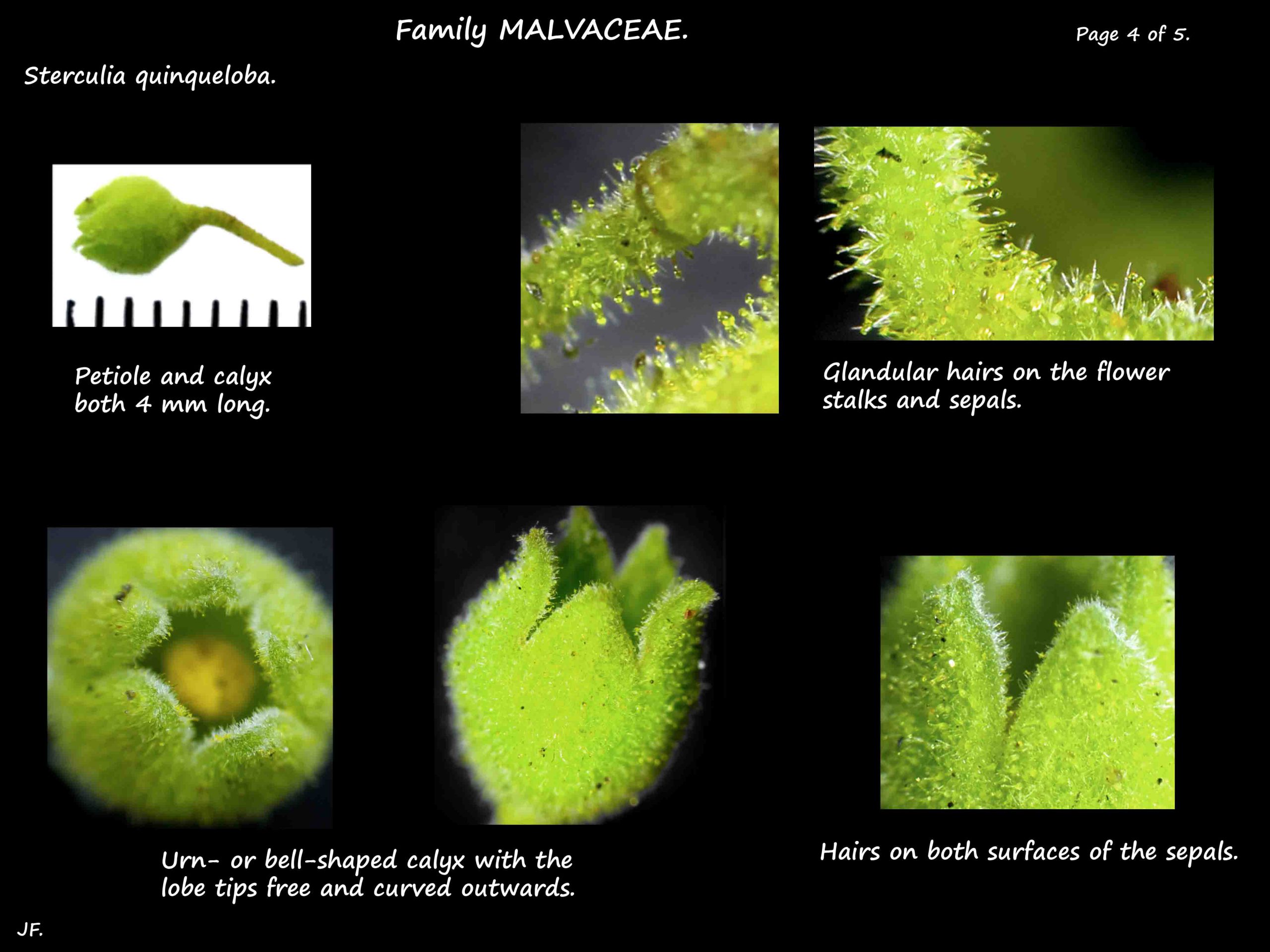 4 Stellate hairs on a Sterculia quinqueloba calyx